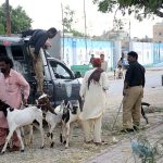 Policemen removing illegal sacrificial animals sellers from footpath in Korangi area