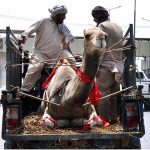 People on their way at G.T Road on vehicle after purchasing sacrificial animal (camel) on the occasion of upcoming Eid-ul-Azha