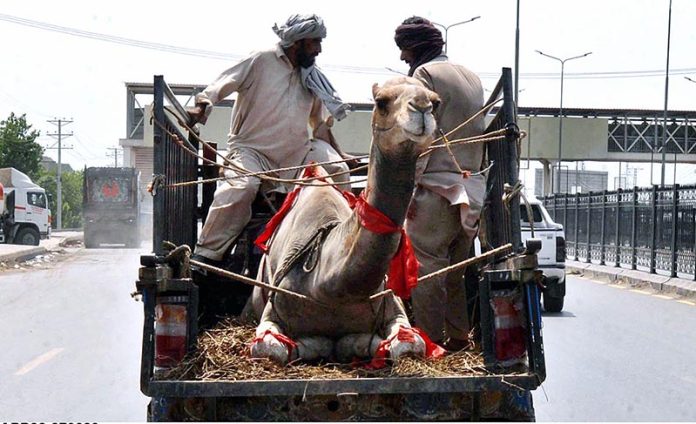 People on their way at G.T Road on vehicle after purchasing sacrificial animal (camel) on the occasion of upcoming Eid-ul-Azha