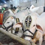A vendor displaying the sacrificial animals to attract the customers at Cattle Farm in connection with upcoming Eidul Adha