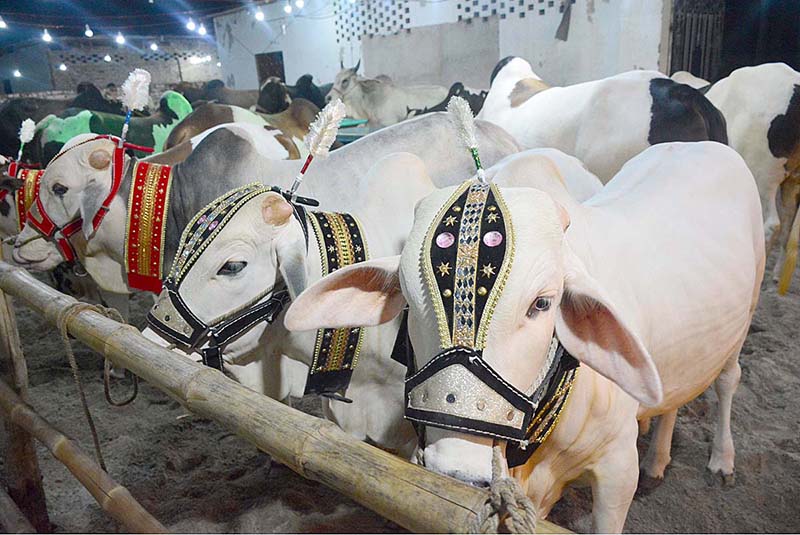 A vendor displaying the sacrificial animals to attract the customers at Cattle Farm in connection with upcoming Eidul Adha