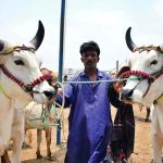 A vendor displaying the sacrificial animals to attract the customers at sacrificial animals market at Hatri bypass area in connection with upcoming Eid ul Adha