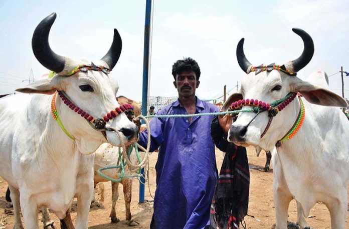 A vendor displaying the sacrificial animals to attract the customers at sacrificial animals market at Hatri bypass area in connection with upcoming Eid ul Adha