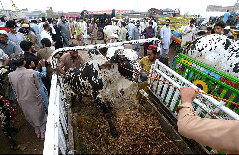 People on their way at G.T Road on vehicle after purchasing sacrificial animal (camel) on the occasion of upcoming Eid-ul-Azha