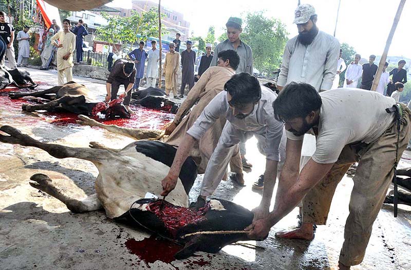 Butchers busy in slaughtering sacrificial animals at Midrasa Zia ul Aloom, Satellite Town, E-Block on the occasion of Eidul Azha