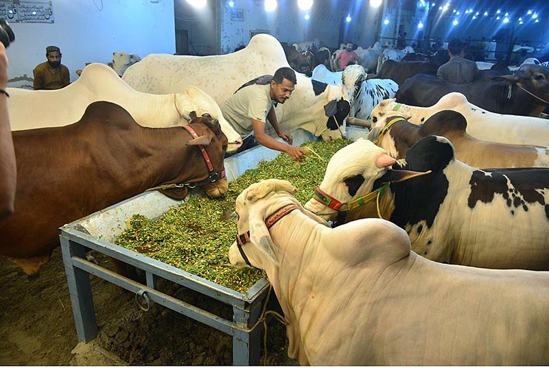 A vendor displaying the sacrificial animals to attract the customers at Cattle Farm in connection with upcoming Eidul Adha