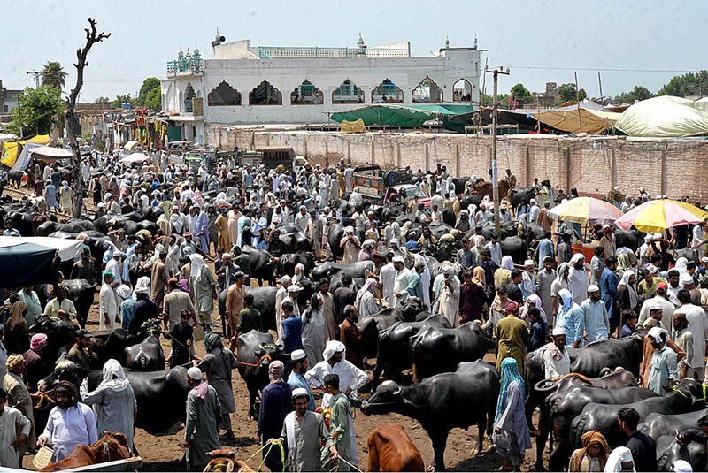 People on their way at G.T Road on vehicle after purchasing sacrificial animal (camel) on the occasion of upcoming Eid-ul-Azha
