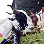 Vendors displaying sacrificial animals to attract the customers. Sacrifice commonly known as "Qurbani", means slaughter of a permissible animal generally goats, sheep, rams, cows and camels in the name of God on the 10th, 11th or 12th of the Islamic month of Zil Hijjah. It is an essential religious rite in memory of the sacrifice performed by the Prophet Ibrahim
