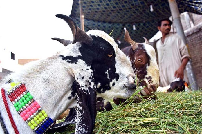 Vendors displaying sacrificial animals to attract the customers. Sacrifice commonly known as "Qurbani", means slaughter of a permissible animal generally goats, sheep, rams, cows and camels in the name of God on the 10th, 11th or 12th of the Islamic month of Zil Hijjah. It is an essential religious rite in memory of the sacrifice performed by the Prophet Ibrahim