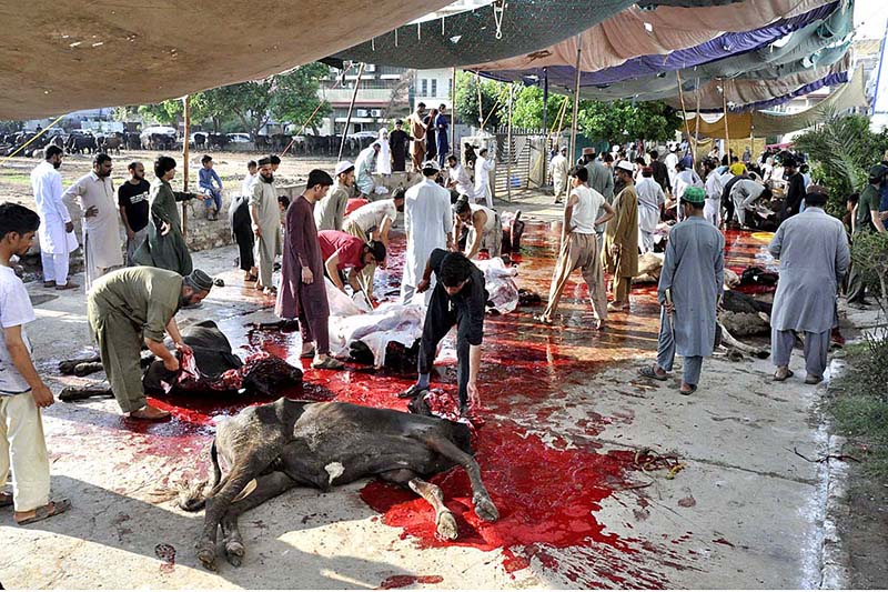 Butchers busy in slaughtering sacrificial animals at Midrasa Zia ul Aloom, Satellite Town, E-Block on the occasion of Eidul Azha