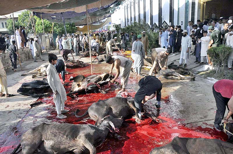 Butchers busy in slaughtering sacrificial animals at Midrasa Zia ul Aloom, Satellite Town, E-Block on the occasion of Eidul Azha