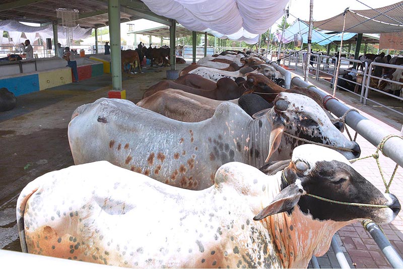 Cattle breeders sensitized to be careful against fatal fog fever