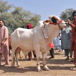 Vendor selling cow at Animal Market in connection with upcoming Eid-ul-Azha