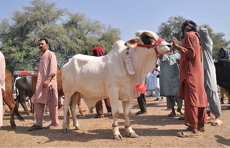Vendor selling cow at Animal Market in connection with upcoming Eid-ul-Azha