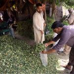 Customers purchasing green fodder for sacrificial animal at Lahori Gate