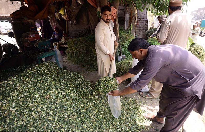 Customers purchasing green fodder for sacrificial animal at Lahori Gate