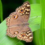 A wasp getting nectar from a mustard flower at Local Park