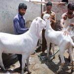 Animal dealers are bathing their sacrificial goats to protect them from sizzling and scorching summer weather.