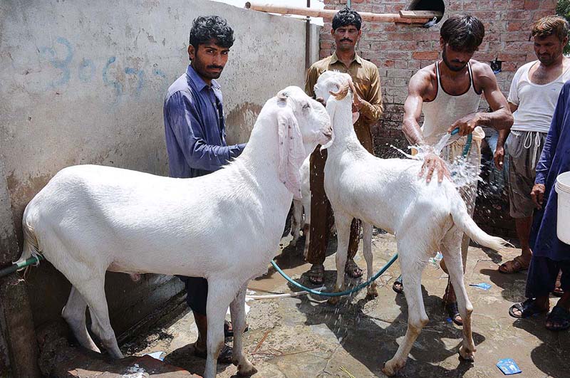 Animal dealers are bathing their sacrificial goats to protect them from sizzling and scorching summer weather