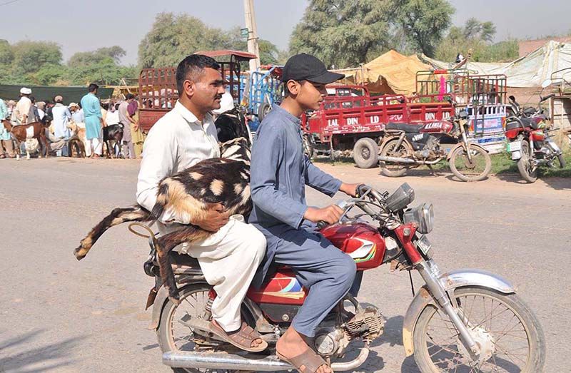 Vendor selling cow at Animal Market in connection with upcoming Eid-ul-Azha