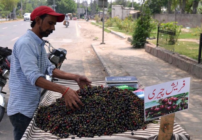 A vendor displays cherries at his handcart to attract the customers at Muhammad Nagar road