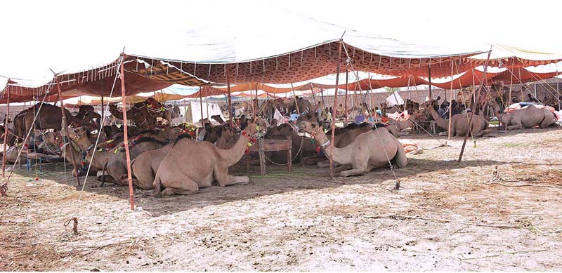 Animal dealers are bathing their sacrificial goats to protect them from sizzling and scorching summer weather