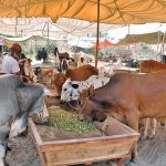 Vendors displaying sacrificial animals to attract the customers in connection with upcoming Eid ul Adha at Sacrificial Animal Market