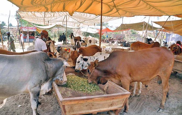 Vendors displaying sacrificial animals to attract the customers in connection with upcoming Eid ul Adha at Sacrificial Animal Market