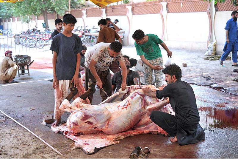 Butchers cutting meat into pieces after slaughtering sacrificial animal on the 2nd of Eid Ul Azha