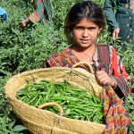 Farmer girl carrying peas after cutting them from field