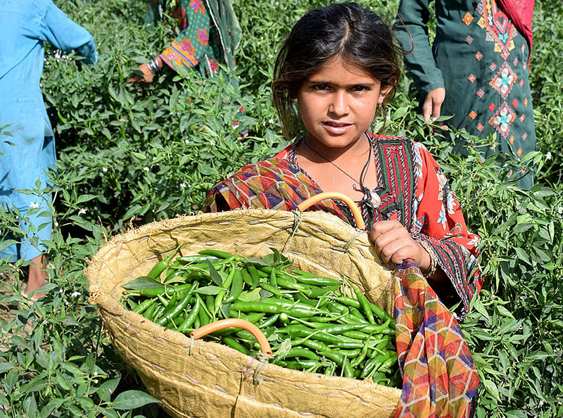 Farmer girl carrying peas after cutting them from field