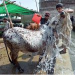 A vendor bathing sacrificial animal before selling them at Kala mandi