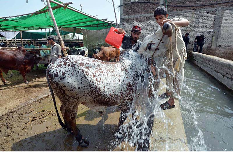 A vendor bathing sacrificial animal before selling them at Kala mandi