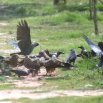 A flock of birds having bath at a water pond to get relief in a hot day in the federal capital