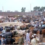 A large number of people purchasing sacrificial animals at Ring Road Cattle Market