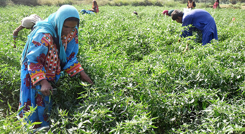 Farmer girl carrying peas after cutting them from field