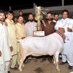 Display of a goat that got first position in heavy weight/beauty competition during “25th International Goat Mela 2023” at University of Agriculture Faisalabad (UAF)