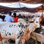 Vendors displaying sacrificial animals to attract the customers during upcoming Eid Ul Adha at sacrificial animal market