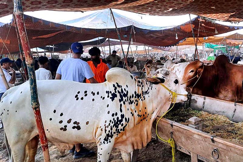 Vendors displaying sacrificial animals to attract the customers during upcoming Eid Ul Adha at sacrificial animal market