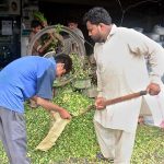 Vendors busy in cutting green fooder at his workplace for animals in connection with upcoming Eid ul-Azha