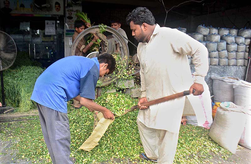 Vendors busy in cutting green fooder at his workplace for animals in connection with upcoming Eid ul-Azha