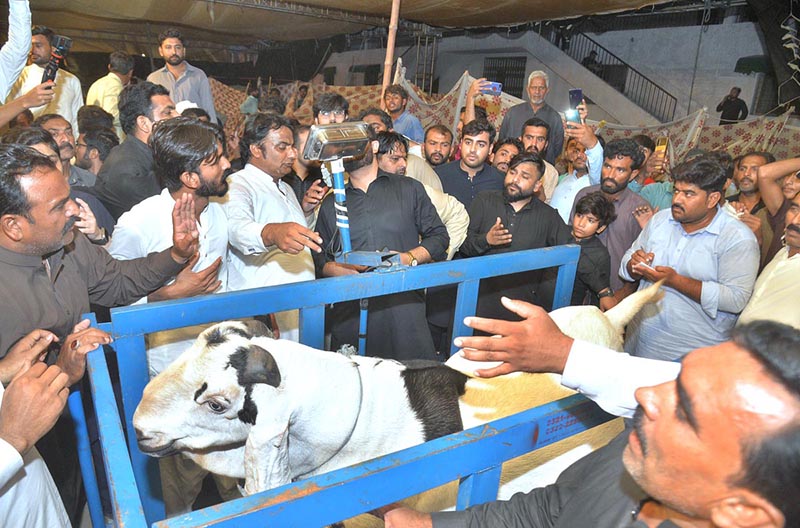 Display of a goat that got first position in heavy weight/beauty competition during “25th International Goat Mela 2023” at University of Agriculture Faisalabad (UAF)