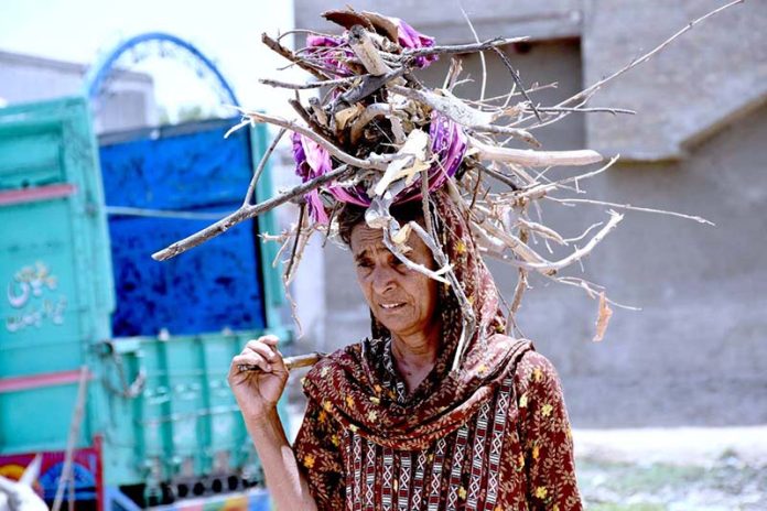 A gypsy woman on their way back after collecting dry tree branches for domestic use