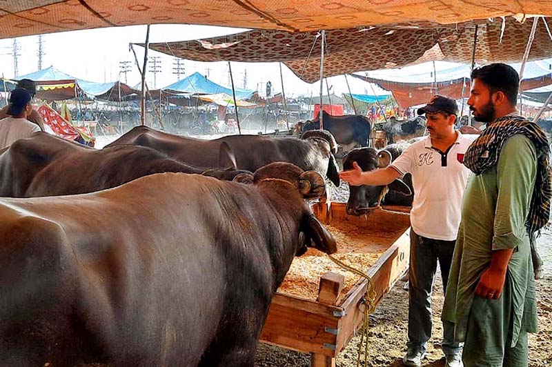 Vendors displaying sacrificial animals to attract the customers during upcoming Eid Ul Adha at sacrificial animal market