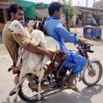 Motorcyclist on the way loaded with sacrificial animals for sale in animals market in connection with upcoming Eidul Azha