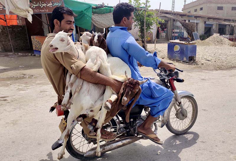 Motorcyclist on the way loaded with sacrificial animals for sale in animals market in connection with upcoming Eidul Azha