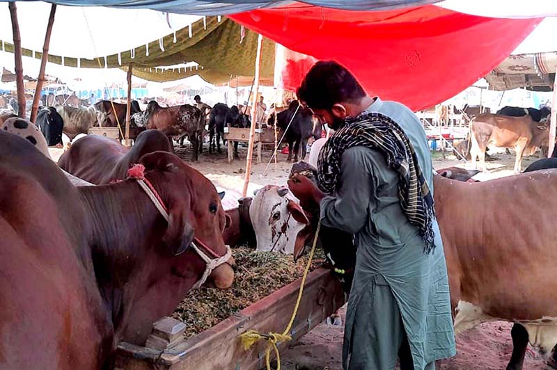 Vendors displaying sacrificial animals to attract the customers during upcoming Eid Ul Adha at sacrificial animal market