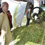 A vendor busy in cutting fodder for selling purpose as demand increased in connection with upcoming Eid-ul-Azha