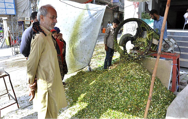 A vendor busy in cutting fodder for selling purpose as demand increased in connection with upcoming Eid-ul-Azha
