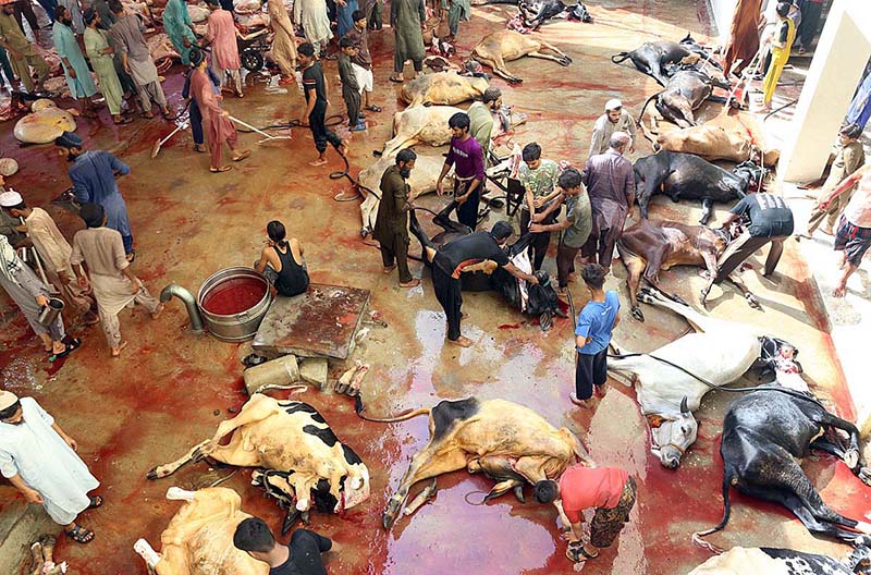Butchers busy in slaughtering sacrificial animals on the first day of Eidul Azha at Darul Alum, Latifabad